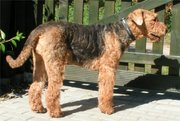This Airedale's tail is natural (undocked).