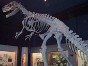 A replica Allosaurus skeleton at a New Zealand museum