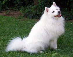 The American Eskimo Dog has a trademark white coat and triangular, pointed ears.