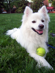 American Eskimo Dogs are always ready to play.
