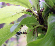 Ant cultivating aphids