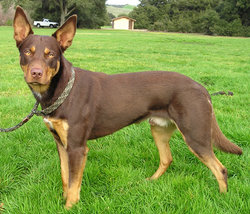 A red and tan working-line Kelpie