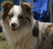 Red merle and white Aussie