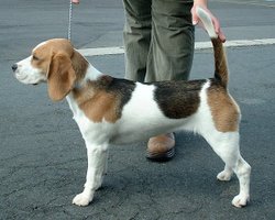 A tri-colour Beagle.