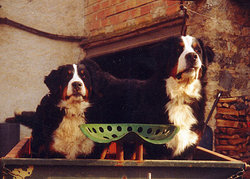 Female and male Bernese Mountain Dogs