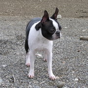 14 month-old Boston Terrier; 10 lb