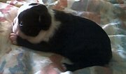 Young Boston Terrier pup with black coat and white markings