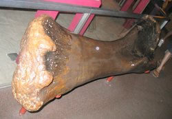 The front leg bone of a Brachiosaurus
