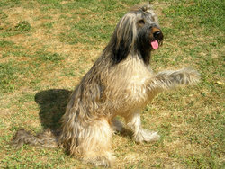 Briard with natural ears