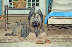 A one year old male Briard with ears cropped