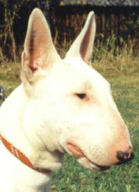 The Bull Terrier's triangular-shaped eyes are unique to this breed