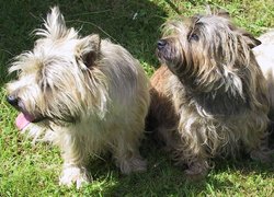 Two Cairn Terriers showing variations in coat color.