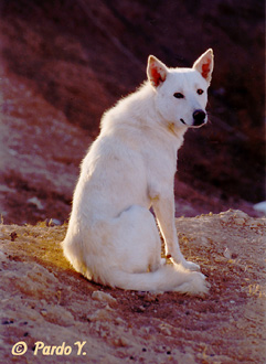 Canaan dog.picture by Yigal Parado http://www.pardo.co.il