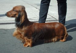 Long-haired standard dachshund