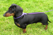 Black and tan Miniature smooth-haired dachshund