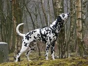 Dalmatian in woods.