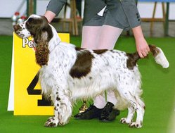 An English Springer Spaniel. In countries where docking is allowed, the breed's tail is usually docked.