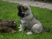Eurasier puppy with "wolf grey" coat