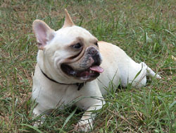 A light-colored French Bulldog