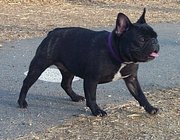 Brindle is a more common color for the French Bulldog.
