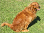 Color ranges from nearly blonde to this dark golden coat.