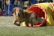Most Goldens enjoy active entertainment, such as dog agility.
