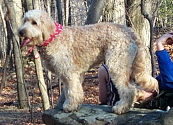 Goldendoodles' appearance can vary; this is a one-year-old example.