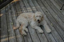 A one-year-old Goldendoodle.