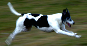 Greyhound in flight