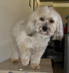 Havanese with short coat, which has either been trimmed or has not grown out yet.