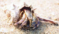 A hermit crab from the Gulf of Thailand