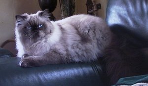 Side view of a Himalayan cat
