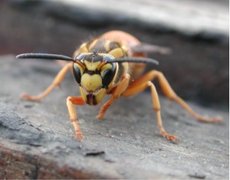 This is not the hornet Vespula maculataThis is a queen of the Southern Yellowjacket, Vespula squamosa