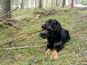 A Hovawart dog in a forest.