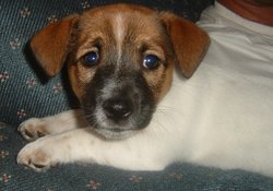 A young Australian Jack Russell