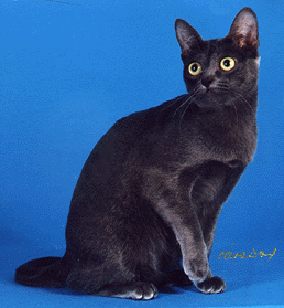 Image of a Korat breed cat