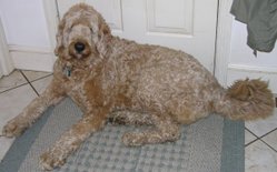 The appearance of Labradoodles varies.
