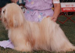 A male golden Lhasa Apso