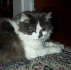 A grey and white domestic longhaired cat