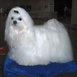 Maltese with a well-groomed coat