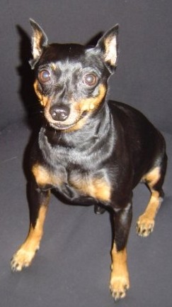 A Miniature Pinscher with cropped ears
