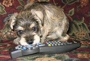 Miniature Schnauzer pup at five weeks