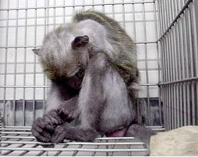 A macaque sits in a cage in a German laboratory. [1] 