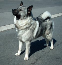 Norwegian Elkhound showing the standard tightly curled tail