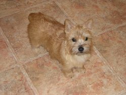 Norwich Terriers can be red, wheaten, black and tan, or grizzle (red and black hairs intermixed).