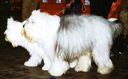 Pair of Old English Sheepdogs