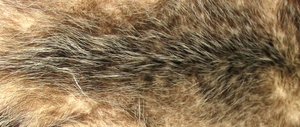 Opossum fur is quite soft, and was once commonly used in coats.