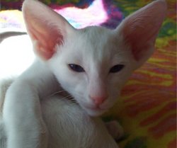 An Oriental Shorthair Blue Eyed White - Notice how the line of the nose, eyes, and middle of the ear form a triangular wedge.