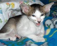 A Tabby and White Bicolor OSH