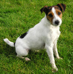 The Parson Russell usually has longer legs than the Jack Russell.